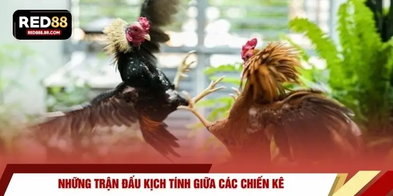 Những trận đấu kịch tính giữa các chiến kê