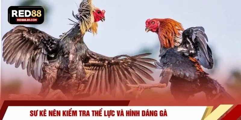 Sư kê nên kiểm tra thể lực và hình dáng gà